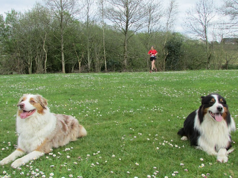 CANICROSS